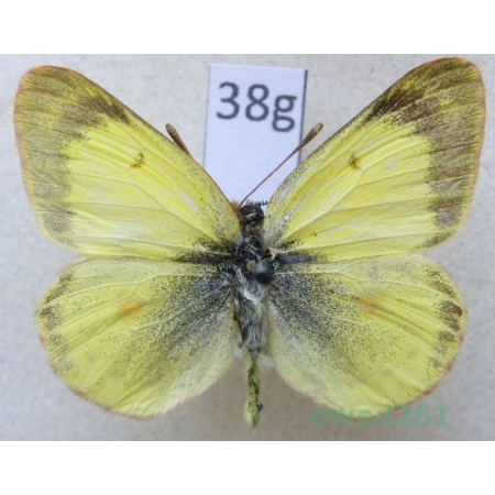 Colias erate (Esper, 1805) form Szlaczkoń erate Czech38g